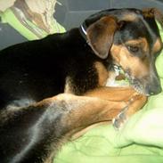 Blanding af racer fido