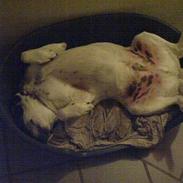 Blanding af racer Laban R.I.P.