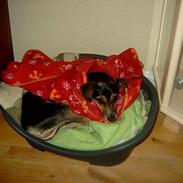 Blanding af racer fido