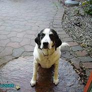 Blanding af racer Laban R.I.P.