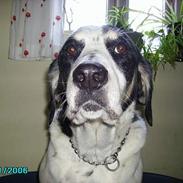 Blanding af racer Laban R.I.P.