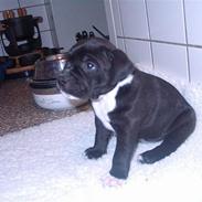 Staffordshire bull terrier roxystaff hi-man "Cody"
