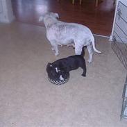 Staffordshire bull terrier roxystaff hi-man "Cody"