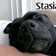 Staffordshire bull terrier Enodden´s El.jarco