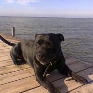 Staffordshire bull terrier Enodden´s El.jarco