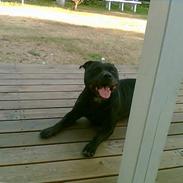 Staffordshire bull terrier Enodden´s El.jarco