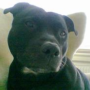 Staffordshire bull terrier Enodden´s El.jarco