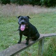 Staffordshire bull terrier Enodden´s El.jarco