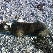 Amerikansk bulldog Sjanti