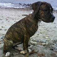 Amerikansk bulldog Sjanti