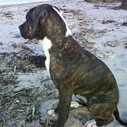 Amerikansk bulldog Sjanti