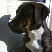 Amerikansk bulldog Sjanti