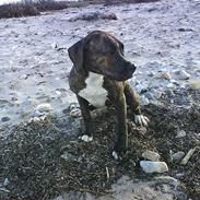 Amerikansk bulldog Sjanti