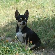 Chihuahua Amigo Mexi R.I.P