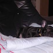 Fransk bulldog Nica 