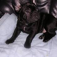 Fransk bulldog Nica 