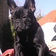 Fransk bulldog Nica 