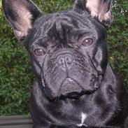 Fransk bulldog Nica 