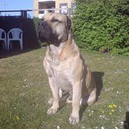 Dogo canario cani
