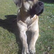 Dogo canario cani