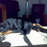 Rottweiler Rollo + hvalpe