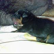 Rottweiler Rollo + hvalpe