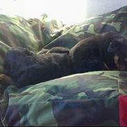 Rottweiler Rollo + hvalpe