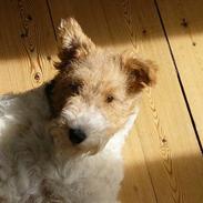 Ruhåret foxterrier Chantti