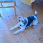 Ruhåret foxterrier Chantti