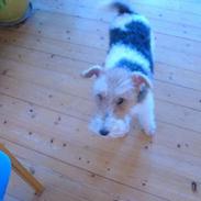 Ruhåret foxterrier Chantti