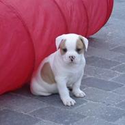 Amerikansk bulldog Dooley