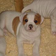 Amerikansk bulldog Dooley