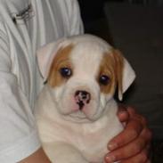 Amerikansk bulldog Dooley