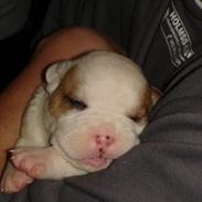 Amerikansk bulldog Dooley