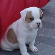 Amerikansk bulldog Dooley