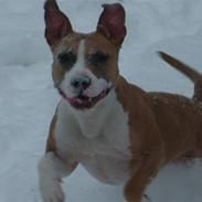 Amerikansk staffordshire terrier Keltie