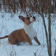 Amerikansk staffordshire terrier Keltie