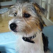 Parson russell terrier Freya