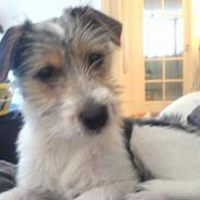 Parson russell terrier Freya