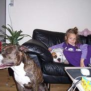 Amerikansk staffordshire terrier R.I.P Fibse... Love U