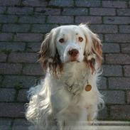 Field Trial spaniel Aslan