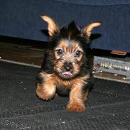 Australsk terrier Bastian & Terry