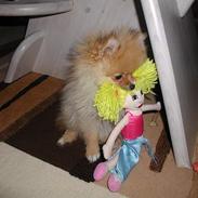 Pomeranian Topsy's Balou