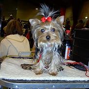 Yorkshire terrier GUCCI