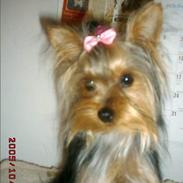Yorkshire terrier GUCCI