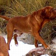 Dogue de bordeaux dino,,R.I.P