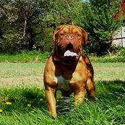 Dogue de bordeaux dino,,R.I.P