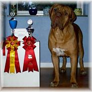 Dogue de bordeaux dino,,R.I.P
