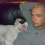 Amerikansk bulldog Malou