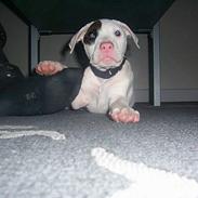 Amerikansk bulldog Malou